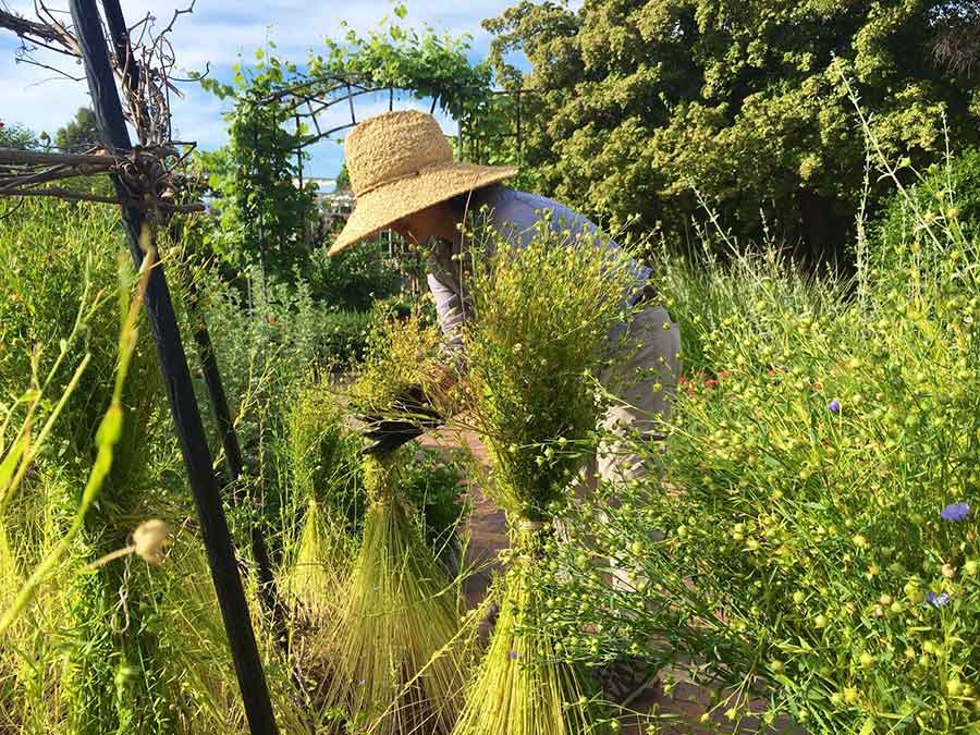 Kelly Fernandez, head gardener of the Herb Garden and the Shakespeare Garden, harvests bundles of flax from The Huntington’s Herb Garden. Photo courtesy of Kelly Fernandez. 
