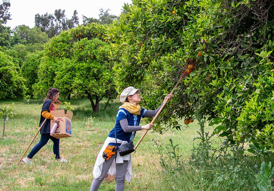Volunteers in The Huntington’s orange orchard use pole pickers to reach fruit growing in the treetops. Photo by Deborah Miller.