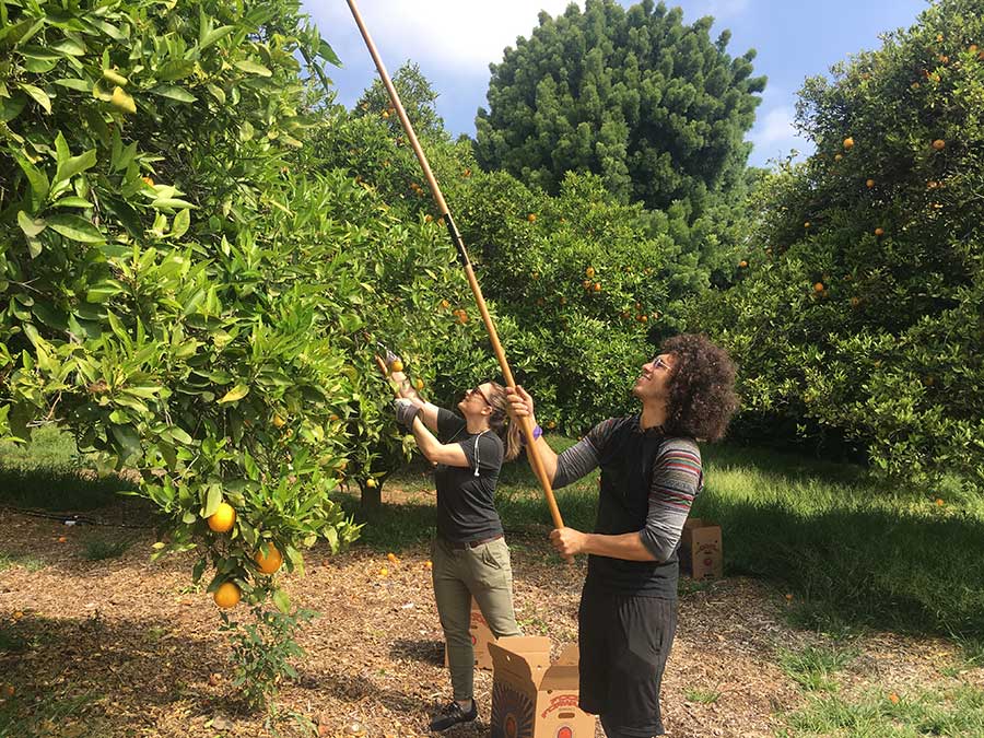 In a Huntington grove, there is no shortage of oranges to gather. Photo by Usha Lee McFarling.