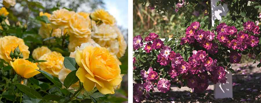 The yellow, licorice-scented ‘Julia Child’rose is mother to‘Huntington’s 100th’; the French rose ‘Stormy Weather’ is the father. ‘Julia Child’ photo by Deborah Miller. ‘Stormy Weather’ photo by Gene Sasse.