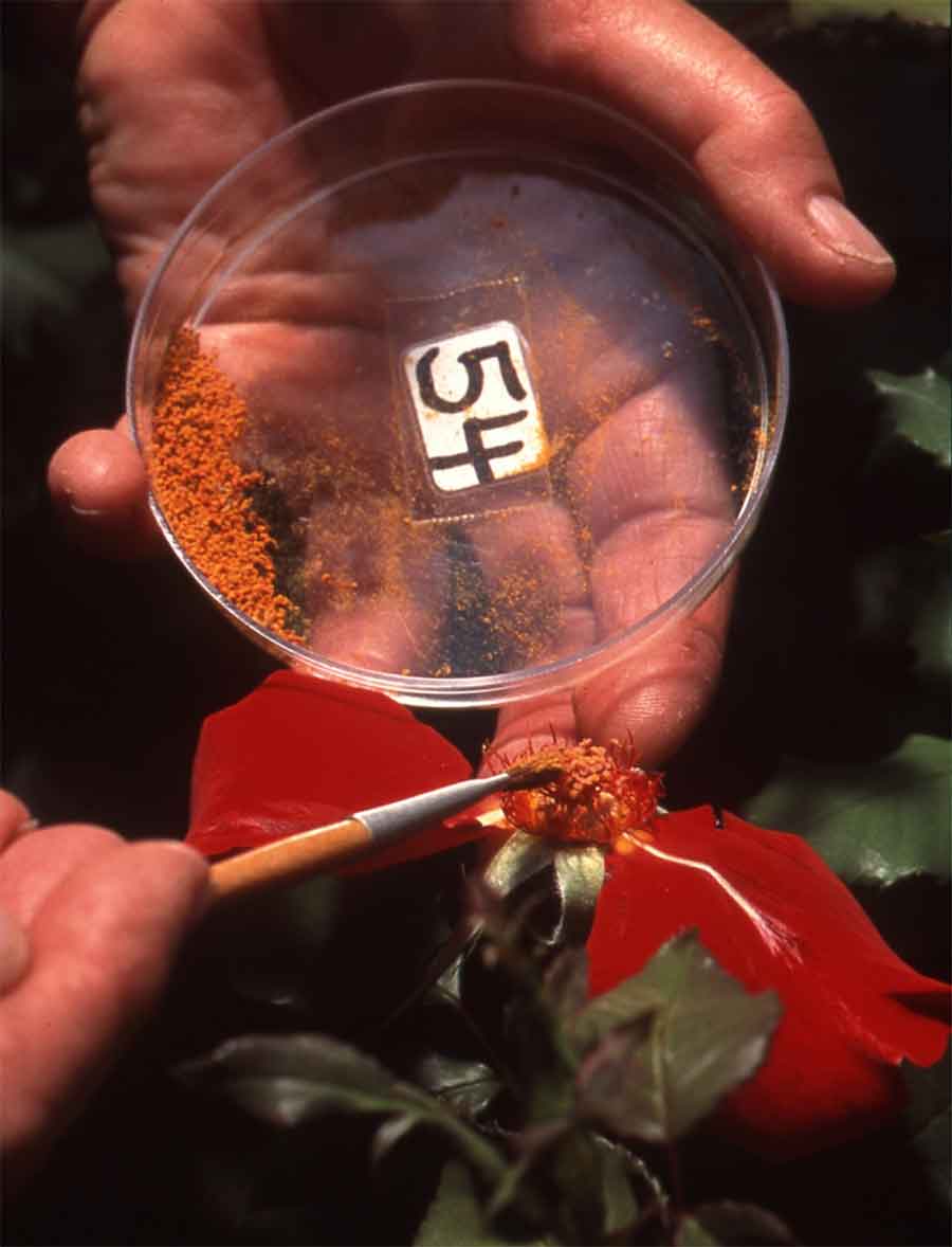 During hybridization, pollen is carefully applied, using a camel hair brush. Photo courtesy of Gene Sasse.