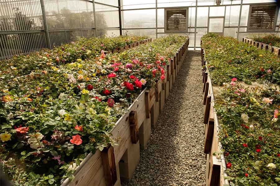 Large beds of “mother” roses waiting to be pollenated at a greenhouse at Weeks Roses. Photo by Gene Sasse.