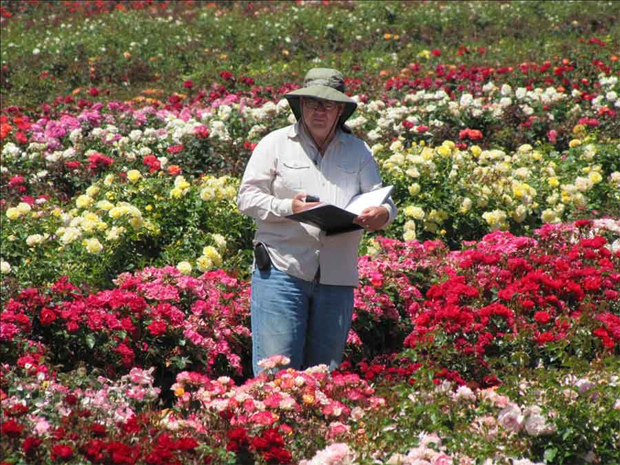 Tom Carruth, in the field, evaluating new rose crosses. Photo courtesy of Gene Sasse.