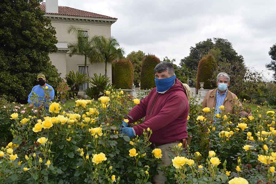 Rose Garden curator Tom Carruth (far right) and gardeners John Villarreal (center) and Noel Aviña (left) maintain social distancing and wear face masks for added safety while tending the garden during The Huntington’s county-mandated closure due to the COVID-19 pandemic. With some 1,200 varieties of roses coming into full bloom (including the bright yellow floribunda, ‘Sparkle & Shine’), Carruth and his colleagues miss being able to share the beauty of the garden with others. A reopening date has not yet been determined. Photo by Kelly Fernandez.