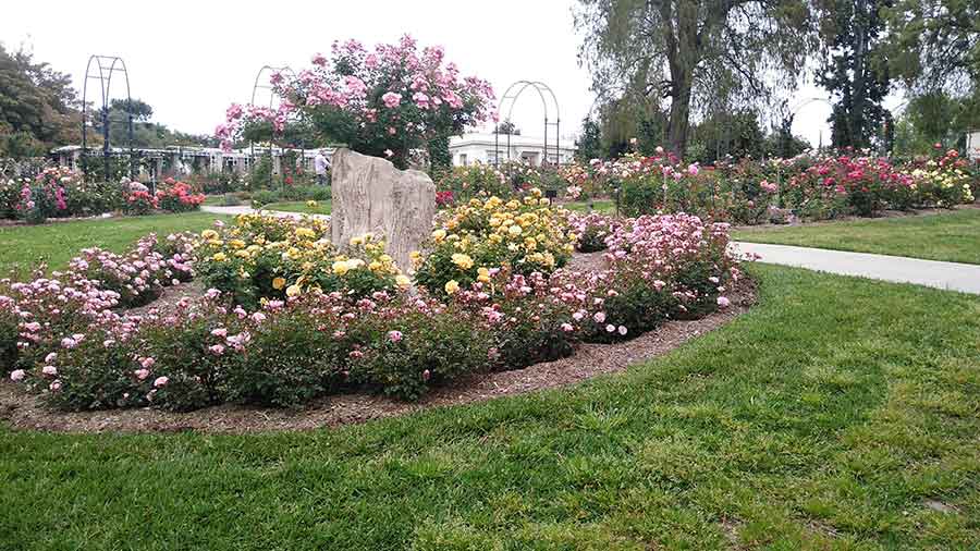 Plenty of winter rain followed by spring sunshine brought out a burst of color and fragrance. In the southwest corner of the garden, a faux bois planter cascades with pink ‘Flower Girl’ roses inside a double circle of ‘Julia Child’ and ‘Apricot Drift’ blooms. Photo by John Villarreal.