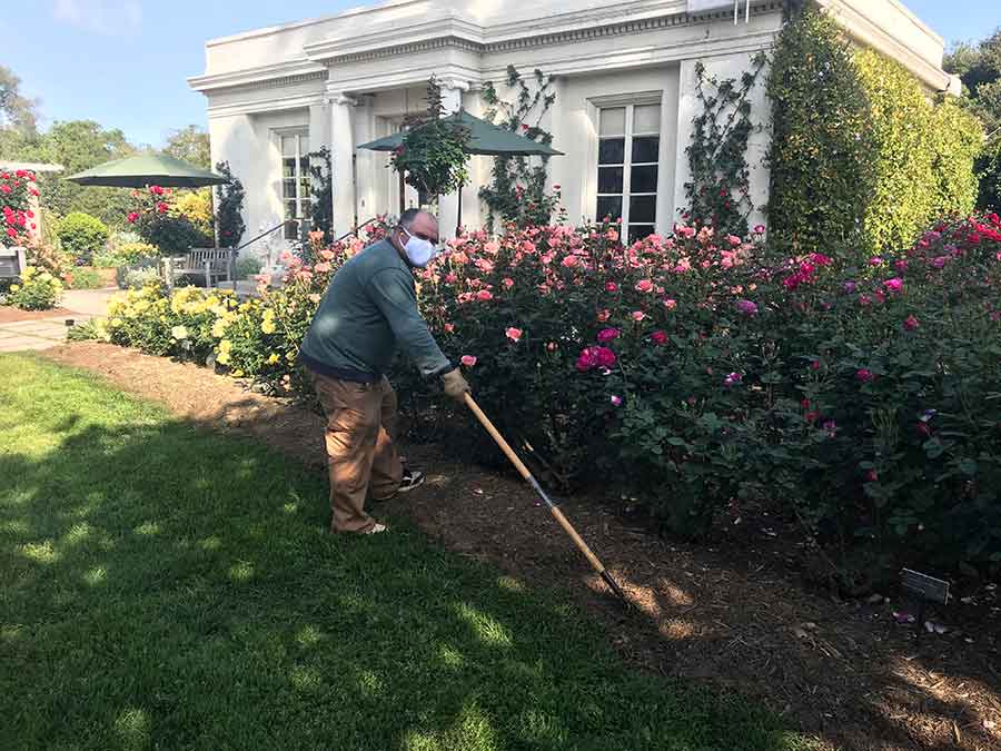 Outside the Rose Garden Tea Room, which is also temporarily closed, gardener Noel Aviña tends a colorful bed of blooms: yellow ‘Sun Flare’ roses, the peachy-pink ‘Jump for Joy’, and magenta ‘Outta the Blue’. Working in the garden, Aviña says, “helps to keep my mind away from the current crisis.” Photo by Tom Carruth.