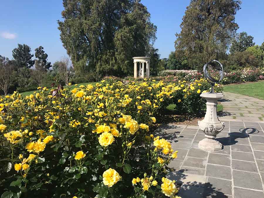 Under blue skies, the ‘Sparkle & Shine’ roses live up to their name, framing a timeless, picture-postcard view of the landscape while the garden—and its caretakers—wait for restrictions to be lifted and for rose lovers to return. Photo by Tom Carruth.