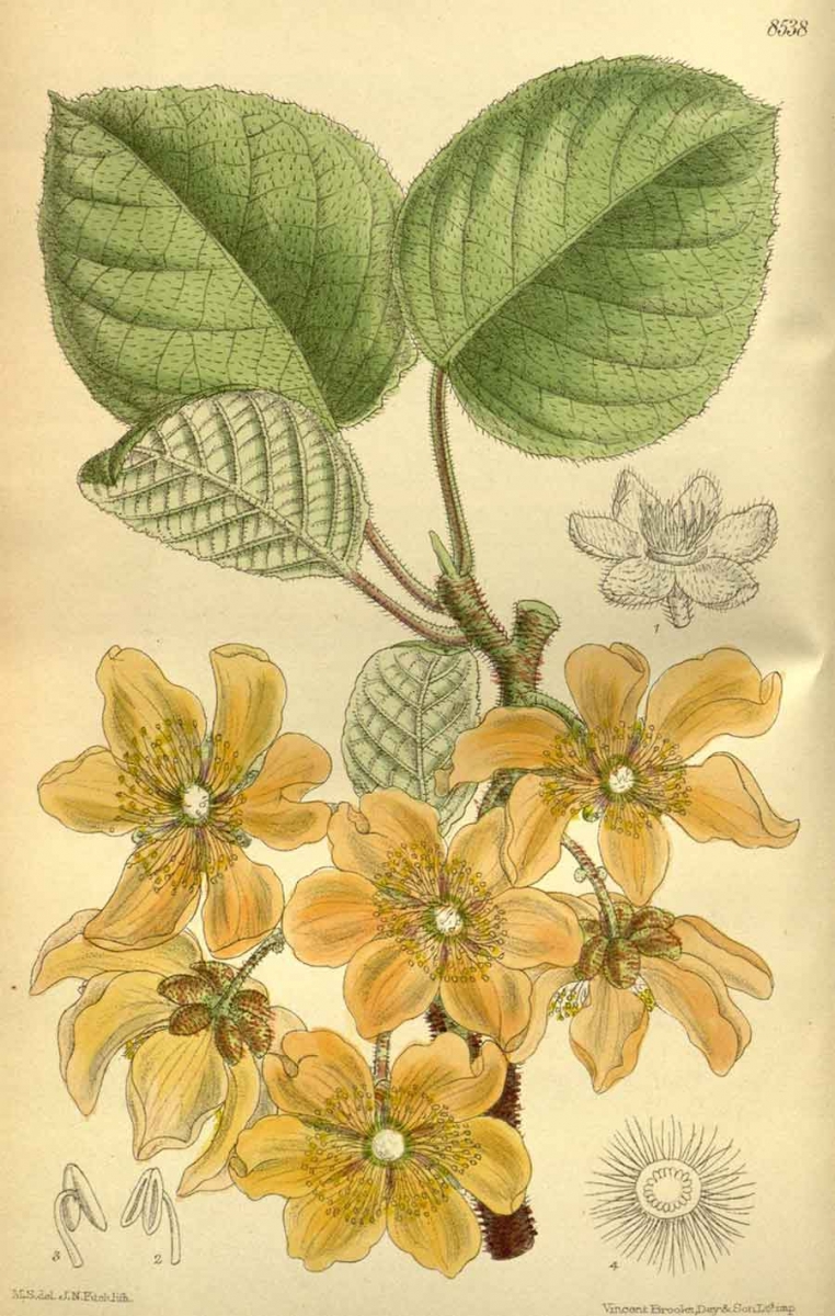 Chinese Gooseberry/Kiwifruit (Actinidia chinensis), hand-colored lithograph by Matilda Smith, Curtis’s Botanical Magazine, 1914. The Huntington Library, Art Collections, and Botanical Gardens.