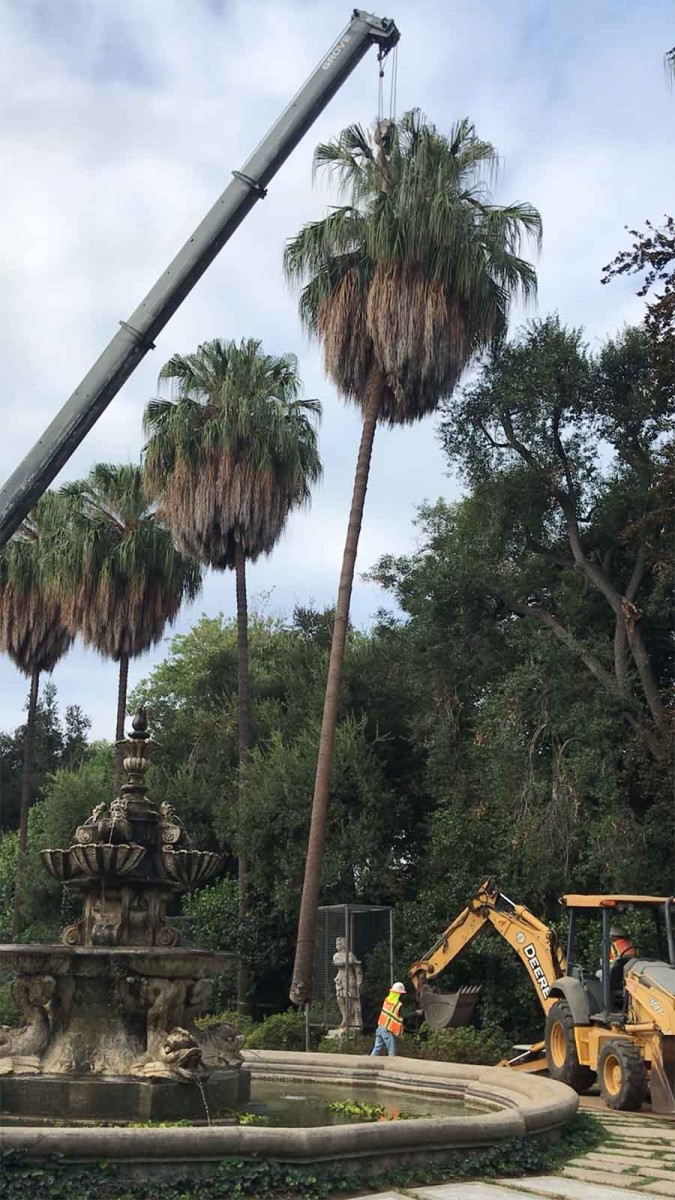 One of the 11 older, west-side palm trees that was removed by a crane and other heavy machinery in Oct. 2019. The Italian statues below the trees were protected with stainless-steel cages. Photo by Daniel Goyette.
