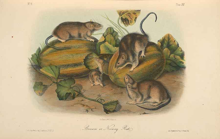 John James Audubon’s Brown or Norway Rat, from The Quadrupeds of North America (New York: Published by V.G. Audubon, 1851), vol. 2, plate 54. The Huntington Library, Art Collections, and Botanical Gardens.