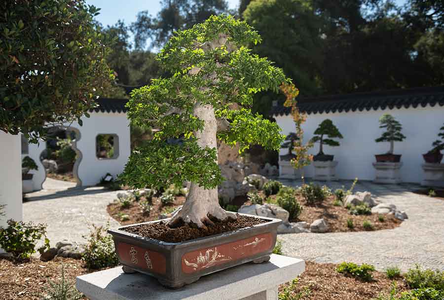 A penjing stands in the Verdant Microcosm, a new courtyard built to display a collection of the miniaturized plant landscapes in The Huntington’s Chinese Garden. Photo by Jamie Pham.
