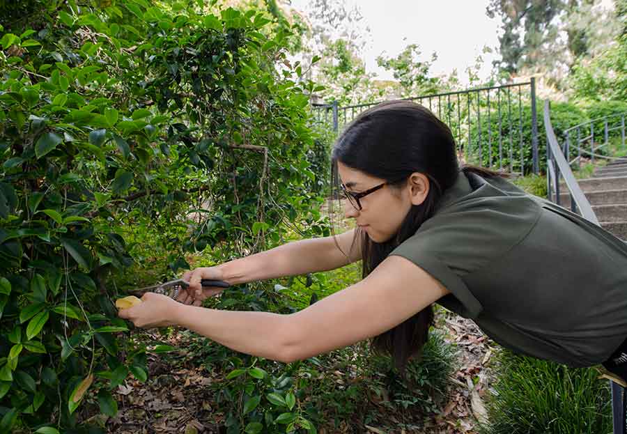 Dana Austria, a botanical intern and a junior at the University of Southern California, takes a sample of<br />
 Cleyera japonica, a flowering evergreen shrub that grows in The Huntington’s Japanese Garden. Photo by Lisa Blackburn.