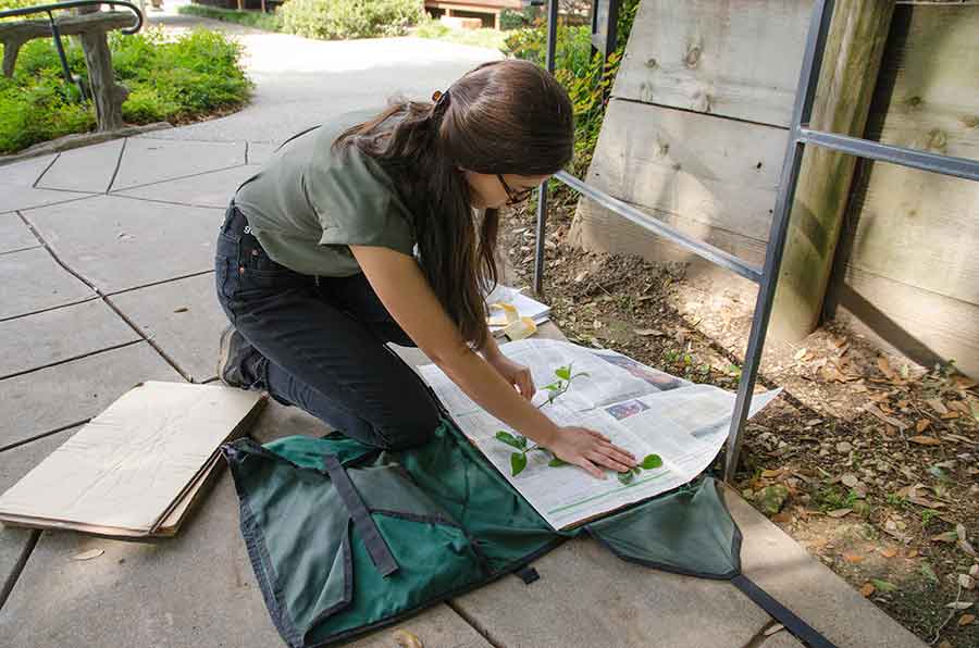 Dana Austria presses samples of Cleyera japonica between sheets of newspaper in preparation for drying. Photo by Lisa Blackburn.