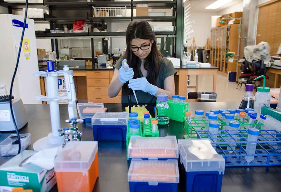 Dana Austria works in The Huntington’s molecular systematics research lab to extract DNA from plant samples. Photo by Lisa Blackburn.