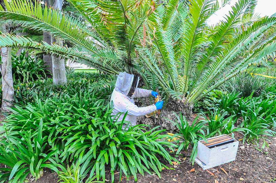During early morning hours, while The Huntington is closed to visitors, beekeeper Kevin Heydman extracts a hive of bees from a cycad near the Huntington Art Gallery. Photograph by Andrew Mitchell.