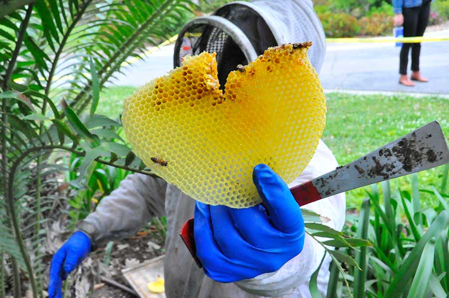 Heydman holds up a large piece of honeycomb. Photo by Andrew Mitchell.