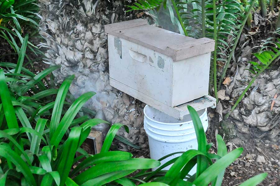 After extracting handfuls of bees and the honeycomb, Heydman uses his smoker to drive any remaining bees into the bee box. Photo by Andrew Mitchell.