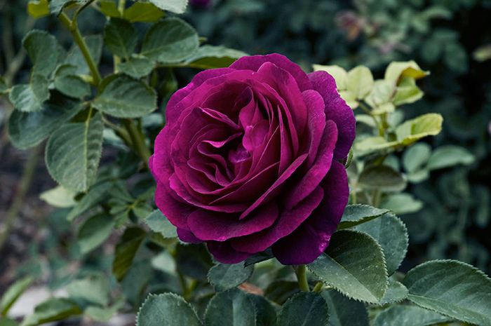 This Fairytale Garden In Boston Boasts 200 Unique Varieties Of Rose