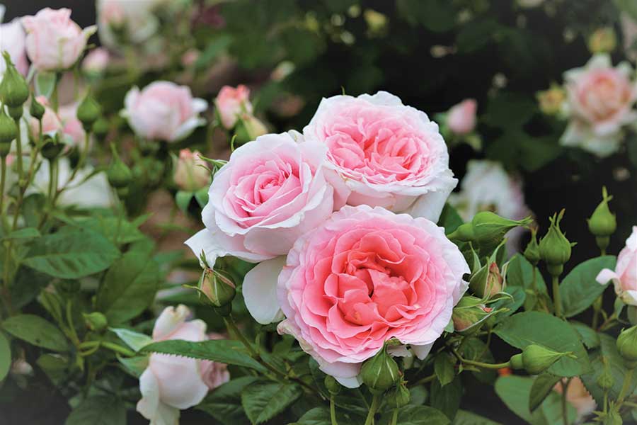 The new rose hybrid ‘Peace & Harmony’ was given its name by donor Toshie Mosher, who purchased the naming rights through a generous donation to The Huntington’s “Sharing the Love” fundraising campaign. The Huntington Library, Art Museum, and Botanical Gardens. Photo courtesy of Weeks Roses.
