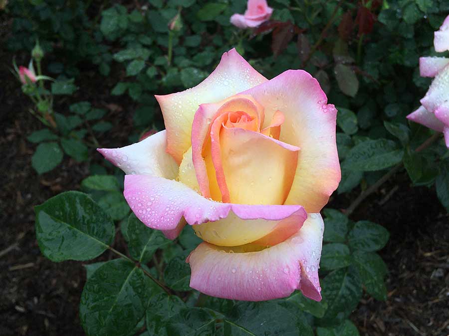 An earlier rose hybrid that inspired a desire for unity and healing was the popular variety ‘Peace’, which commemorated the end of World War II. The Huntington Library, Art Museum, and Botanical Gardens. Photo by Lisa Blackburn.
