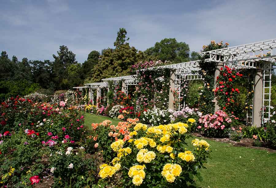 The Rose Garden displays flowers in full blooms of yellow, red, pink, white, and more.