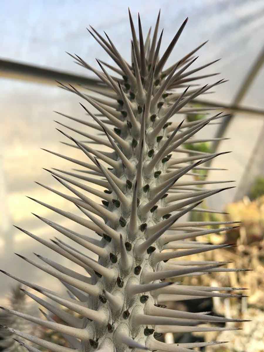 The stem of Alluaudia ascendens, in the Desert Garden, showing multiple sharp thorns. This species makes up a core component of the spiny thicket forests in southern Madagascar. Photo by Sean Lahmeyer.