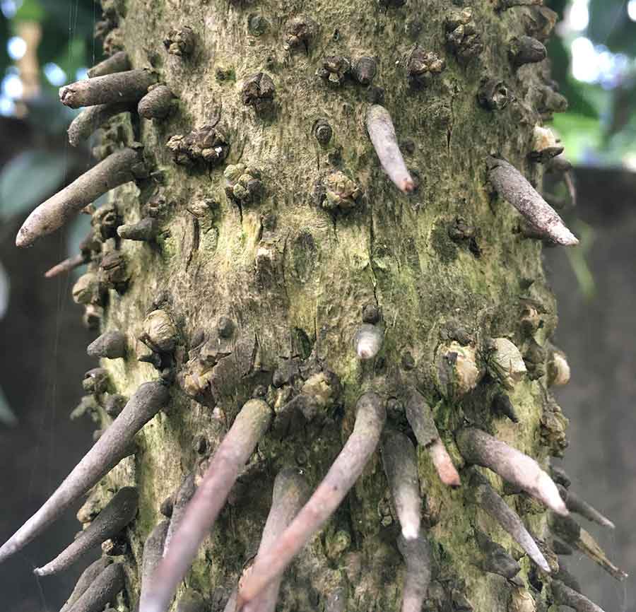 The stem of a tropical palm, Cryosophila albida, showing root spines along its trunk. Photo by Sean Lahmeyer.