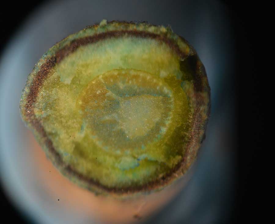 Cross section of a Cryosophila albida root spine, with the addition of methylene blue dye for contrast. The internal anatomy matches that of a root, not a stem. Photo by Sean Lahmeyer.