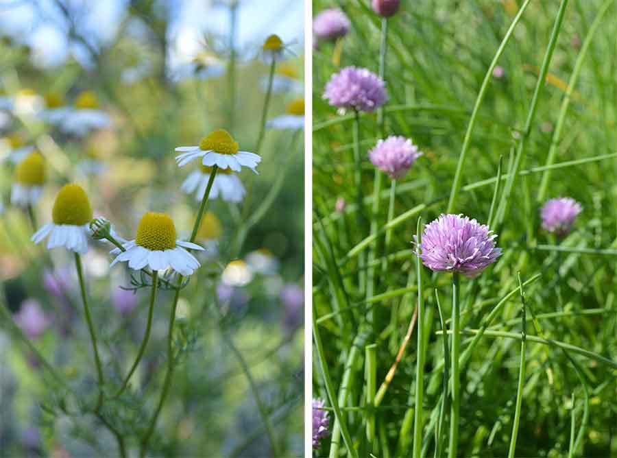 Chamomile (left) and chives (right) growing in The Huntington’s Herb Garden. These herbs are not only useful in the kitchen, but also add lovely flowers to any garden space. Photos by Kelly Fernandez.