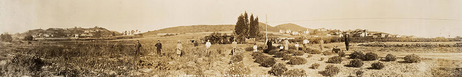 Flower Field in Los Angeles-Hollywood, California, United States, Operated by the Kuromi Family of Shimane Prefecture, March 1, 1928, Paris Photographic Studio. 