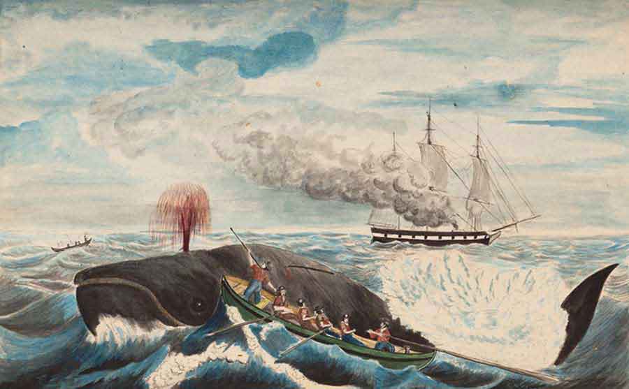 David E. Marshall (“Wicked Ned”), Right Whale, ca. 1851, watercolor. The Huntington Library, Art Museum, and Botanical Gardens.