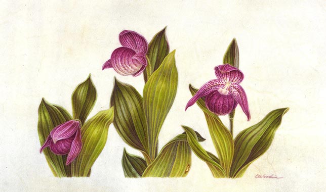Carol Woodin (b. 1956), Cypripedium macranthos. Watercolor on paper, 7 x 11 ½ in. © 2007 Carol Woodin. Image courtesy of the artist and the Botanical Artists Guild of Southern California.