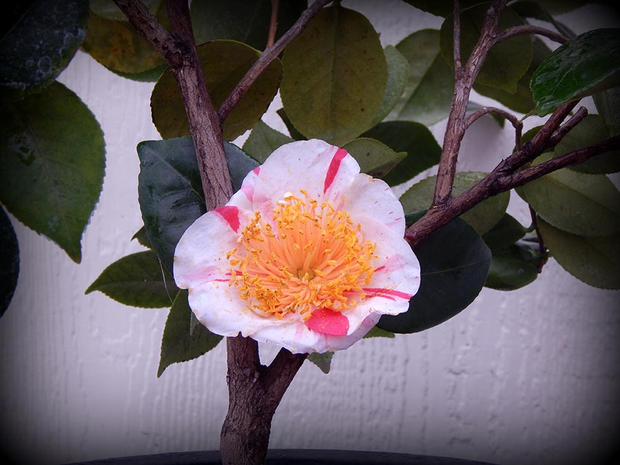 Over the thousand or so years that humans have been selectively breeding Camellias, thousands of cultivars have been developed. Photo by Bradford King / American Camellia Society.