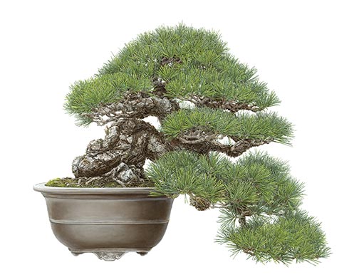 Asuka Hishiki (b. 1972), Black Pine half cascade style Bonsai–Pinus nigra. Oil on paper, 28 ¼ x 36 ½ in. © 2017 Asuka Hishiki, The Huntington Library, Art Museum, and Botanical Gardens. Hishiki’s intricately detailed paintings have been featured in several botanical exhibitions at The Huntington, most recently the 2018 traveling show “Out of the Woods: Celebrating Trees in Public Gardens.”