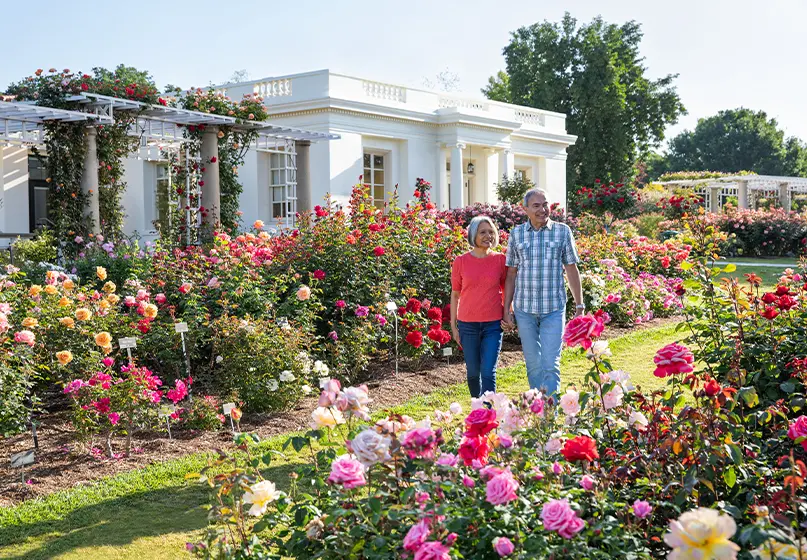 Two people walk in a blooming rose garden.